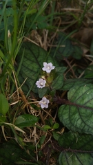 Strobilanthes reptans