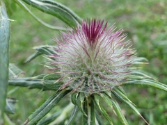 Cirsium eriophorum