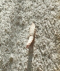 Ledromorpha planirostris