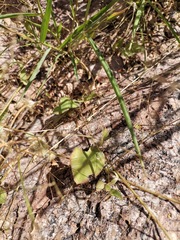 Boerhavia gracillima