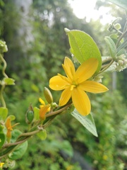 Echeandia michoacensis