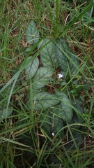 Strobilanthes reptans