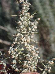 Artemisia filifolia