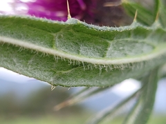 Cirsium eriophorum