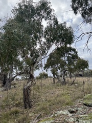 Eucalyptus viminalis