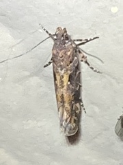 Aristotelia roseosuffusella