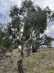 Eucalyptus viminalis