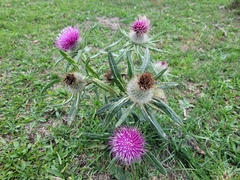 Cirsium eriophorum