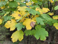 Acer opalus