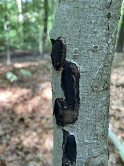 Biscogniauxia mediterranea