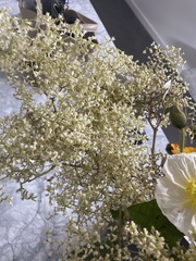 Brachyglottis repanda