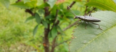 Navomorpha sulcata