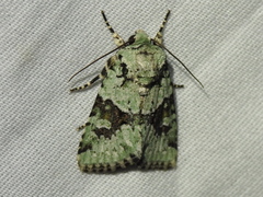 Lacinipolia implicata