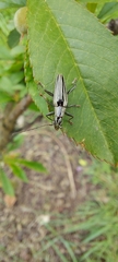 Navomorpha sulcata