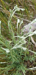 Pimelea curviflora