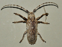 Rhytiphora