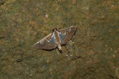 Glyphodes bicolor