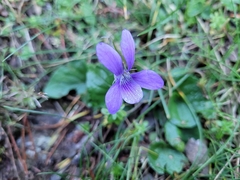 Viola riviniana
