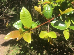 Syzygium australe