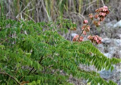 Koelreuteria bipinnata