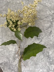 Brachyglottis repanda