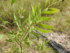 Hakea florulenta