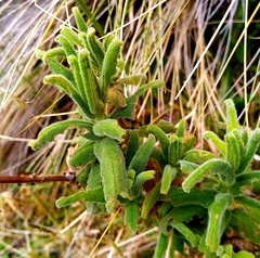 Calceolaria crenata