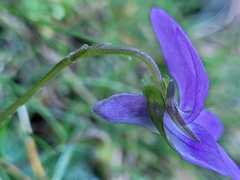 Viola riviniana