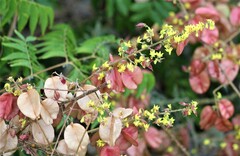 Koelreuteria bipinnata