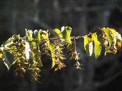 Carpinus caroliniana