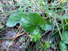 Viola riviniana