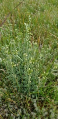 Pimelea curviflora