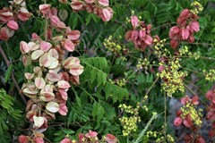 Koelreuteria bipinnata