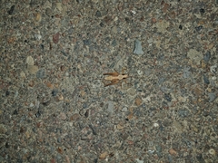 Neduba