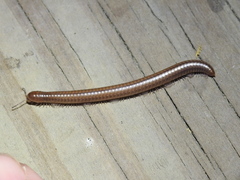 Parajulidae