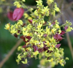 Koelreuteria bipinnata