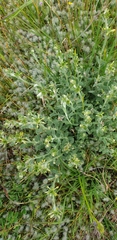 Pimelea curviflora