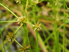 Juncus prismatocarpus