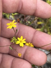 Croptilon divaricatum