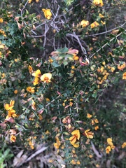 Pultenaea spinosa