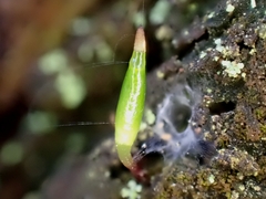 Buxbaumia viridis