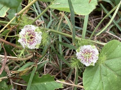 Passiflora vesicaria
