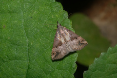 Hypena laceratalis