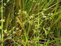 Juncus prismatocarpus