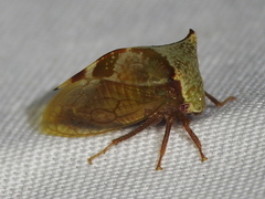 Stictocephala albescens