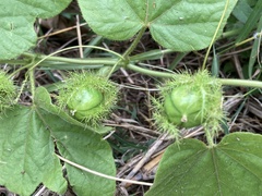 Passiflora vesicaria
