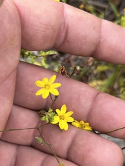 Croptilon divaricatum