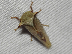 Stictocephala albescens