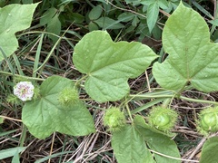 Passiflora vesicaria