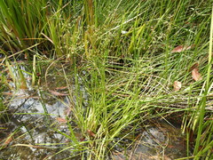 Juncus prismatocarpus
